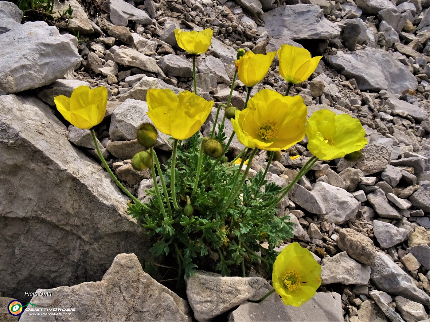 33 Papaver rhaeticum (Papavero dorato) sui macereti del Mandrone.JPG